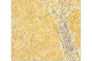 Immunohistochemistry of paraffin-embedded human liver tissue using ABIN7167096 at dilution of 1:100 (RANBP1 Antikörper  (AA 52-111))
