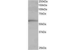 Image no. 1 for anti-T-Complex 1 (TCP1) (C-Term) antibody (ABIN374406) (TCP1 alpha/CCTA Antikörper  (C-Term))