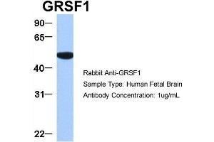Western Blotting (WB) image for anti-G-Rich RNA Sequence Binding Factor 1 (GRSF1) (Middle Region) antibody (ABIN2778788)