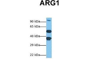 Western Blotting (WB) image for anti-Arginase, Liver (ARG1) (N-Term) antibody (ABIN2782309)