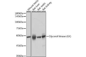 Glycerol Kinase Antikörper