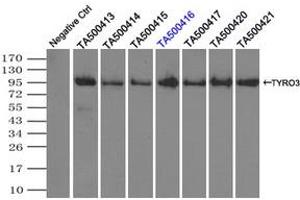 Image no. 8 for anti-TYRO3 Protein Tyrosine Kinase (TYRO3) antibody (ABIN1501608)