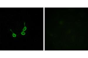 Peptide - +Western blot analysis of extracts from HUVEC cells, using GPR150 antibody. (GPR150 Antikörper  (Internal Region))