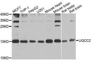 Western blot analysis of extracts of various cell lines, using UQCC2 antibody. (MNF1 Antikörper  (AA 14-126))
