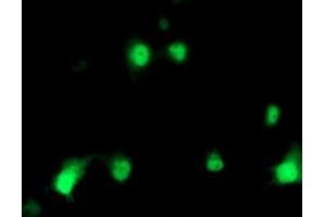 Anti-HSPBP1 mouse monoclonal antibody (ABIN2455030) immunofluorescent staining of COS7 cells transiently transfected by pCMV6-ENTRY HSPBP1 (RC201814). (HSPBP1 Antikörper)