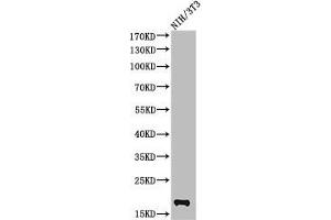Western Blot analysis of NIH-3T3 cells using Cleaved-Caspase-2 p18 (G170) Polyclonal Antibody (Caspase 2 Antikörper  (Cleaved-Gly170))
