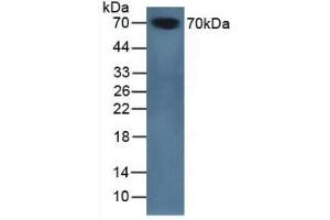 Detection of SERPINA10 in Mouse Serum using Polyclonal Antibody to Serpin A10 (SERPINA10)