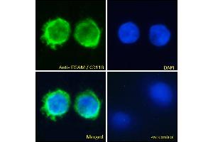 ABIN190775 Immunofluorescence analysis of paraformaldehyde fixed U937 cells, permeabilized with 0. (CD11b Antikörper  (Internal Region))
