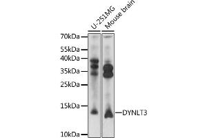 Western blot analysis of extracts of various cell lines, using DYNLT3 antibody (ABIN7266867) at 1:1000 dilution. (DYNLT3 Antikörper  (AA 9-99))