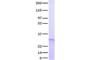 Validation with Western Blot (FGF16 Protein)
