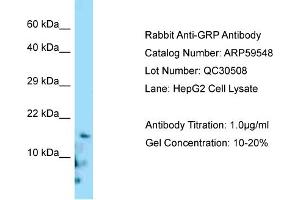 Western Blotting (WB) image for anti-Gastrin-Releasing Peptide (GRP) (C-Term) antibody (ABIN970840) (Gastrin-Releasing Peptide Antikörper  (C-Term))