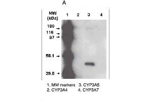 A. (CYP3A5 Antikörper  (C-Term))