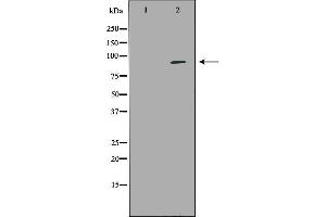 Western blot analysis of Hela whole cell lysates, using NEDD9 Antibody. (NEDD9 Antikörper  (Internal Region))