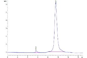 The purity of Human uPAR Domain 3 Potein is greater than 95 % as determined by SEC-HPLC. (PLAUR Protein (AA 214-305) (His tag))