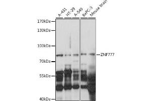Western blot analysis of extracts of various cell lines, using ZNF777 antibody (ABIN7271532) at 1:1000 dilution. (ZNF777 Antikörper  (AA 532-831))