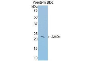 Western Blotting (WB) image for anti-Thrombospondin 1 (THBS1) (AA 957-1129) antibody (ABIN1860745)