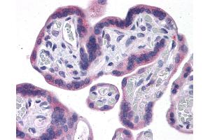 Anti-IDO1 / IDO antibody IHC of human placenta. (IDO1 Antikörper  (AA 1-404))