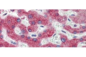 Immunohistochemistry with Human Liver cell lysate tissue at an antibody concentration of 5. (HSD11B1 Antikörper  (N-Term))