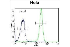 HYAL2 Antibody (C-term) (ABIN654687 and ABIN2844379) flow cytometric analysis of Hela cells (right histogram) compared to a negative control cell (left histogram). (HYAL2 Antikörper  (C-Term))