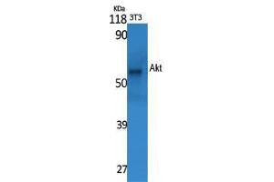 Western Blot (WB) analysis of specific cells using Akt Polyclonal Antibody.