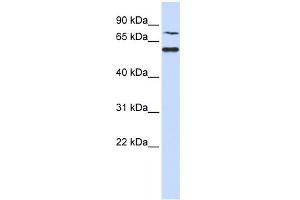 WB Suggested Anti-WDR51B Antibody Titration: 0. (POC1B Antikörper  (N-Term))