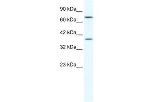 Western Blotting (WB) image for anti-Zinc Finger Protein 660 (ZNF660) antibody (ABIN2461324) (ZNF660 Antikörper)