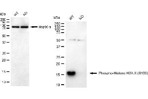 Western blotting analysis using phospho-Histone H2A. (Rekombinanter H2AFX Antikörper  (H2A.XS139ph))