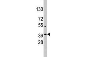 Western blot analysis of NANOG antibody and K562 lysate (Nanog Antikörper  (AA 15-49))