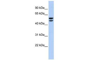 ATP6V1B2 antibody used at 1 ug/ml to detect target protein. (ATP6V1B2 Antikörper  (N-Term))