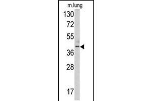 Western blot analysis of TDG antibody in mouse lung tissue lysates (35ug/lane)