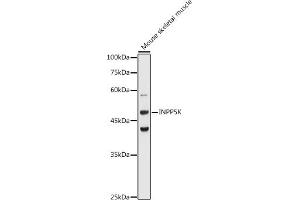 Western blot analysis of extracts of Mouse skeletal muscle, using INPP5K antibody (ABIN6132112, ABIN6142473, ABIN6142474 and ABIN6223771) at 1:1000 dilution. (INPP5K Antikörper  (AA 149-448))