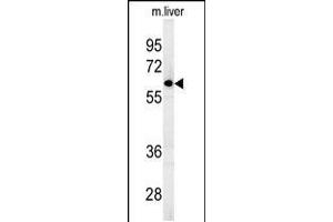 Western blot analysis in mouse liver tissue lysates (15ug/lane). (FBXO9 Antikörper  (C-Term))