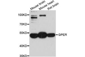 Western blot analysis of extract of various cells, using GPER1 antibody.