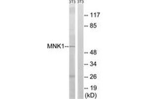 Western blot analysis of extracts from NIH-3T3 cells, using MNK1 (Ab-255) Antibody. (MKNK1 Antikörper  (AA 221-270))