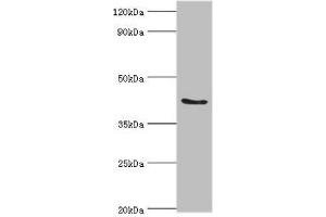 Western blot All lanes: ADAP1 antibody at 2 μg/mL + Rat brain tissue Secondary Goat polyclonal to rabbit IgG at 1/10000 dilution Predicted band size: 44, 45, 36 kDa Observed band size: 44 kDa (ADAP1 Antikörper  (AA 1-374))