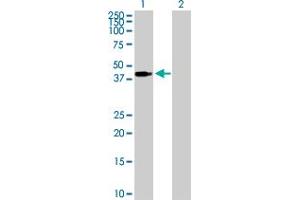 Western Blot analysis of PEX3 expression in transfected 293T cell line by PEX3 MaxPab polyclonal antibody. (PEX3 Antikörper  (AA 1-373))