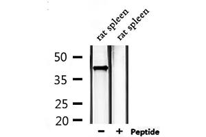 Western blot analysis of extracts from rat spleen, using EDG1 Antibody. (S1PR1 Antikörper  (Internal Region))