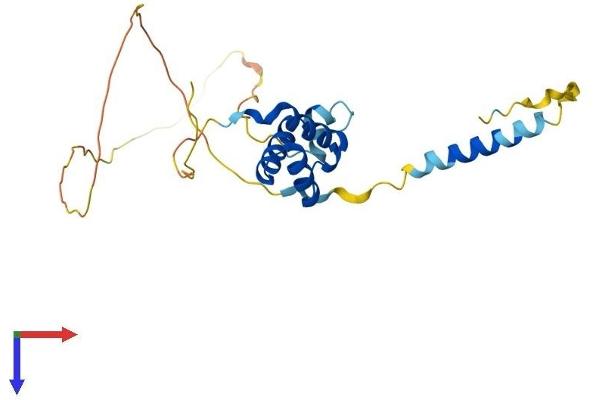 TGIF2 Protein (AA 1-237) (His tag)
