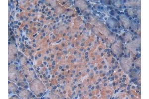 DAB staining on IHC-P; Samples: Rat Pancreas Tissue (Galectin 9 Antikörper  (AA 194-322))