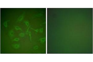 Immunofluorescence analysis of HepG2 cells, using Mammaglobin Antibody (ABIN2843548). (Mammaglobin Antikörper  (Internal Region))