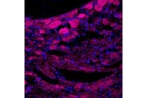 Expression of TrkA in rat dorsal root ganglion - Immunohistochemical staining of rat dorsal root ganglia (DRG) frozen sections using Anti-TrkA (extracellular)-ATTO Fluor-633 Antibody (ABIN7043386), (1:50).