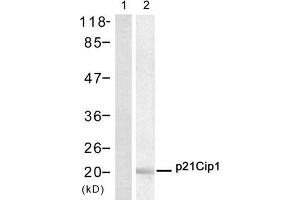 Western blot analysis of extract from Hela cell, using p21Cip1 (Ab-145) Antibody (E021149, Lane 1 and 2). (p21 Antikörper)