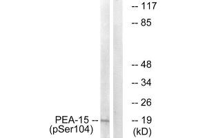 Western Blotting (WB) image for anti-phosphoprotein Enriched in Astrocytes 15 (PEA15) (pSer104) antibody (ABIN1847322) (PEA15 Antikörper  (pSer104))