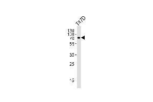 Western blot analysis of lysate from T47D cell line, using IL27RA Antibody (C-term) (ABIN6242398 and ABIN6577444).
