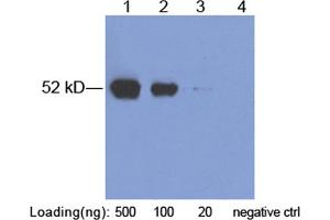 Lane 1-3: AU1-tag fusion protein in 293 cell lysate (~ 52 kD) Lane 4: Negative 293 cell lysate (M0032) Primary Antibody: 2 µg/mL Rabbit Anti-AU1-tag Polyclonal Antibody (ABIN398453) Secondary antibody: Goat Anti-Rabbit IgG (H&L) [HRP] Polyclonal Antibody (ABIN398323, 1: 10,000) The signal was developed with LumiSensorTM HRP Substrate Kit (ABIN769939) (AU1 Epitope Tag Antikörper)