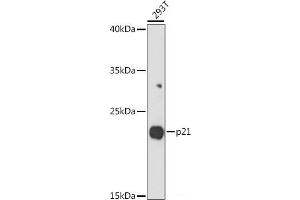 Western blot analysis of extracts of 293T cells using p21 Polyclonal Antibody at dilution of 1:1000. (p21 Antikörper)
