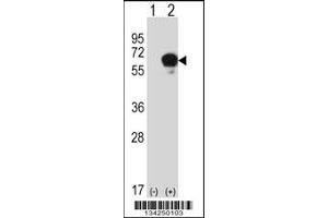 Western blot analysis of DPYSL3 using rabbit polyclonal DPYSL3 Antibody using 293 cell lysates (2 ug/lane) either nontransfected (Lane 1) or transiently transfected (Lane 2) with the DPYSL3 gene.