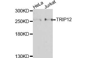 Western blot analysis of extracts of various cell lines, using TRIP12 antibody.