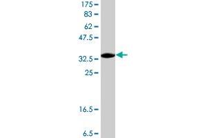 Western Blotting (WB) image for anti-serpin Peptidase Inhibitor, Clade B (Ovalbumin), Member 9 (SERPINB9) (AA 279-375) antibody (ABIN562218)