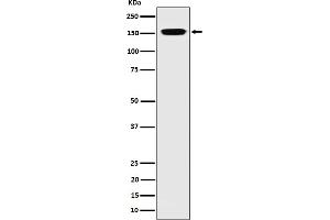 Western blot analysis of NUP155 expression in 293 cell lysate. (Rekombinanter NUP155 Antikörper)